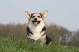 CORGI PEMBROKE 1257